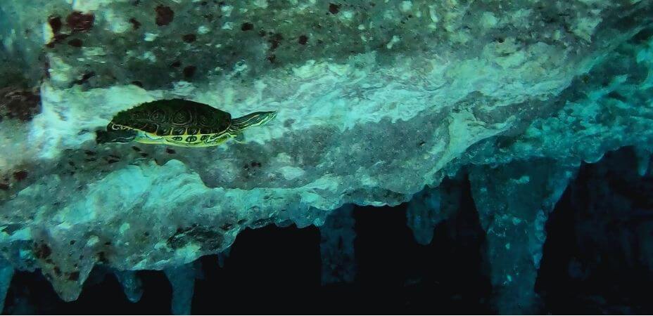 Tortugas en el Gran Cenote Tulum